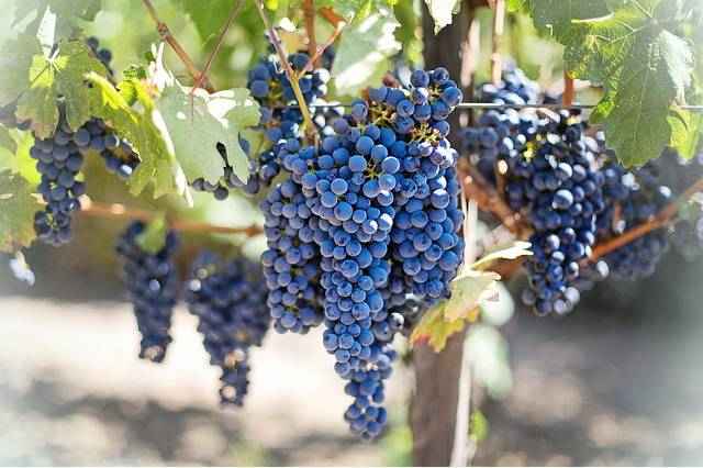 Виноград витамины и минералы