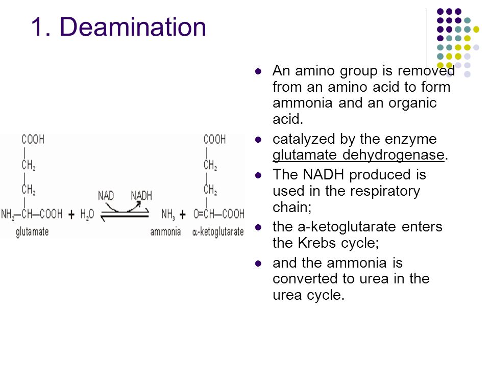 1. Deamination An amino group is removed from an amino acid to form ammonia and an organic acid. catalyzed by the enzyme glutamate dehydrogenase.