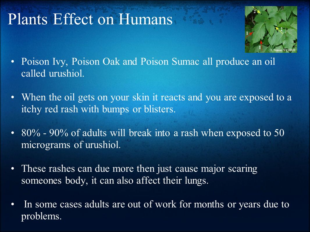 Plants Effect on Humans