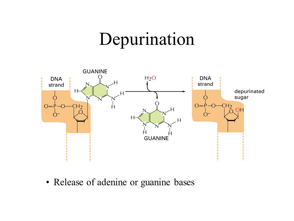 Depurination Release of adenine or guanine bases