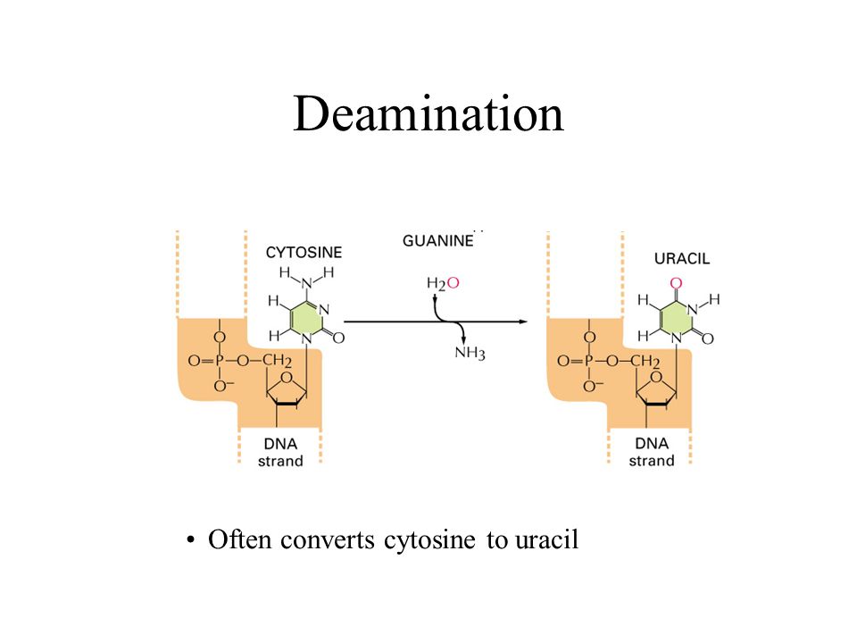Deamination Often converts cytosine to uracil