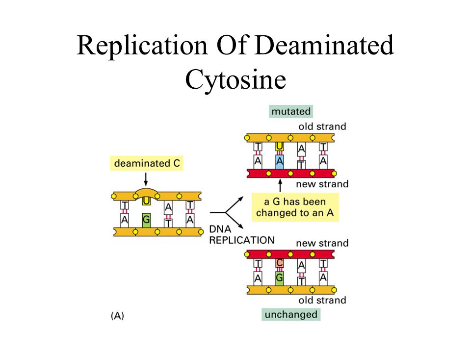 Replication Of Deaminated Cytosine