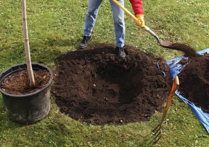 Подготовка ямы для посадки рябины