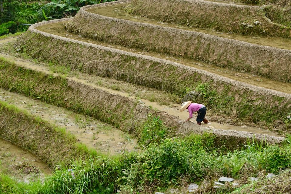 рисовые поля в Азии