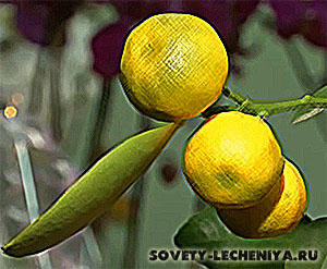 chem-polezen-limon