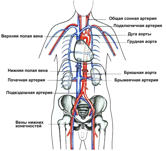 C:\Users\Ксенья\Desktop\сосуды тела.png