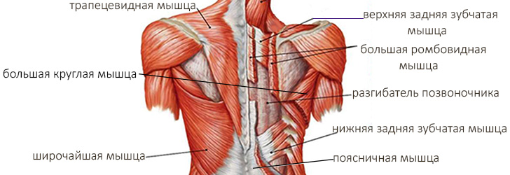 Изолированные упражнения на мышцы спины