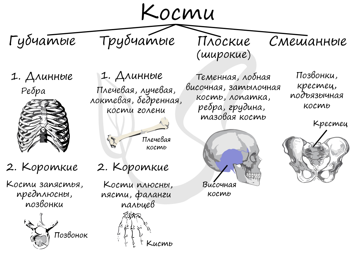 Классификация костей, виды костей