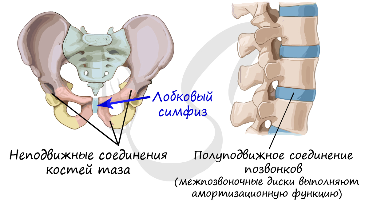 Неподвижные и полуподвижные соединения костей