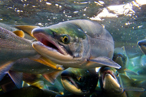 Внешние признаки распространенных видов  лосося