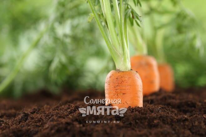 Морковь растет в земле