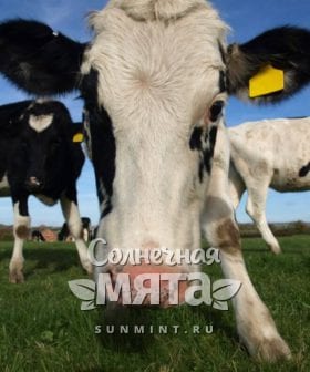 Стадо коров получают витамин B12 не только из зелени, фото