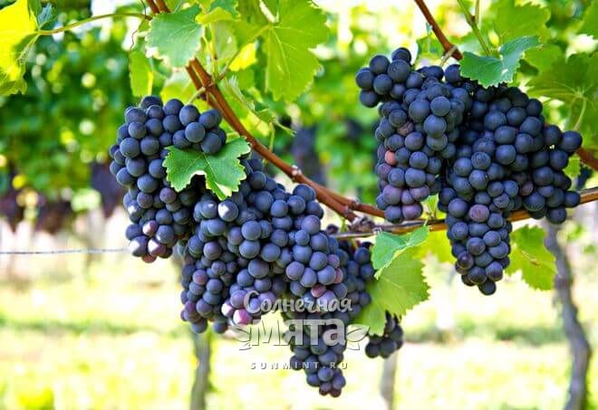 Виноград растет на длинных лианах
