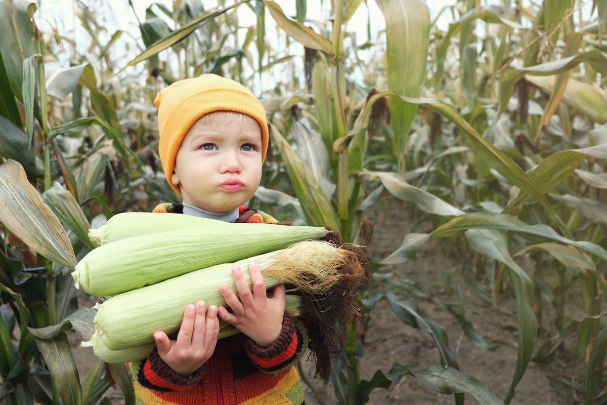 маленький ребенок с кукурузой в поле