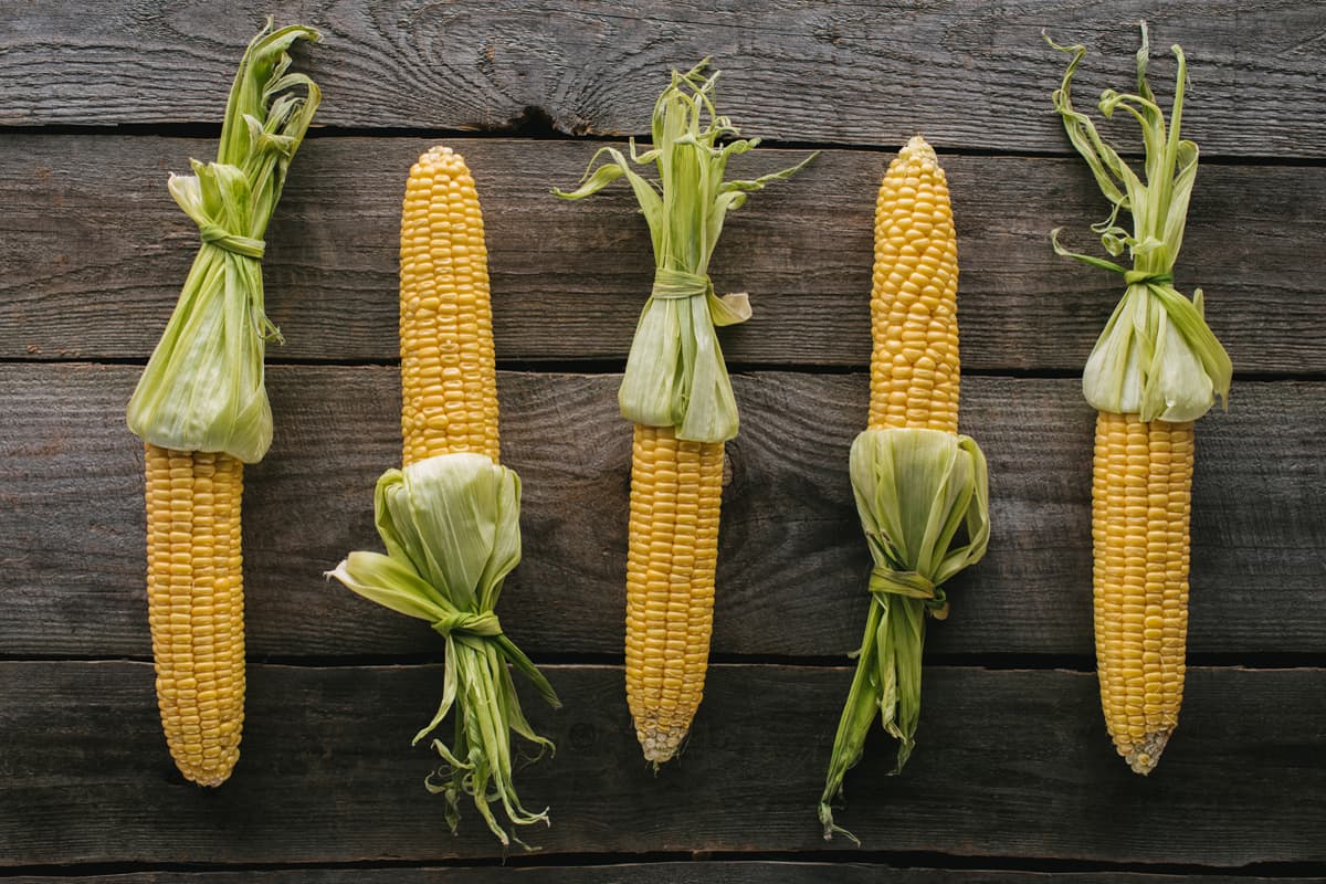 одинаковые початки кукурузы
