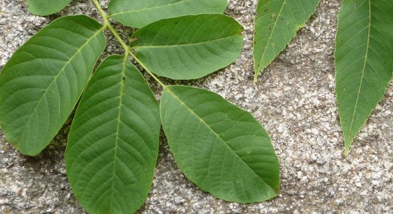 листья грецкого ореха лечебные свойства