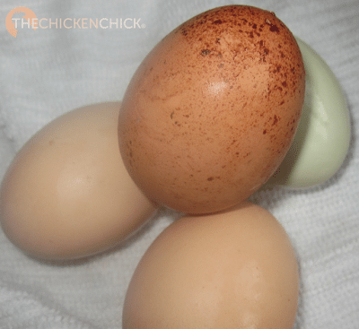 This egg was laid by one of my Blue Splash Marans. The colored flecks could be rubbed off very easily.