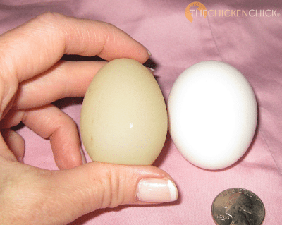I call soft-shelled eggs rubber eggs because the membrane is soft and pliable. Commonly produced by new layers, caused by stress, an immature shell gland, a nutritional deficiency or a glitch in the uterus, aka: shell gland. To find them occasionally is no cause for concern, to find them regularly can indicate a calcium, phosphorous or vitamin D deficiency. High temperatures can also cause thin-shelled eggs due the hen