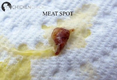 Cause of meat spot inside a chicken egg
