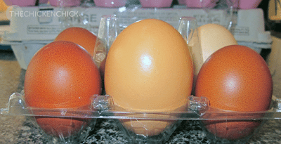  Eggs of unusually large size ordinarily contain double yolks and the hen