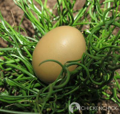 Green eggshells are a combination of blue and brown pigment being applied to the eggshell in the shell gland. The blue is added first and penetrates the entire egg while the brown pigment is laid on the surface of the eggshell.