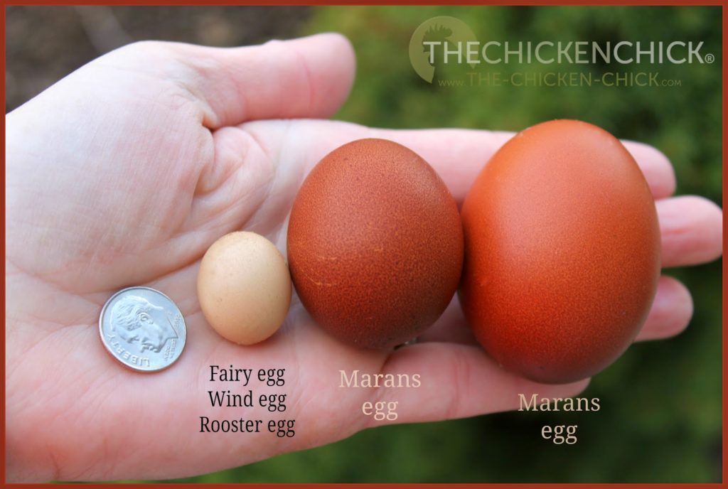 Wind egg, fairy egg, rooster egg, dwarf egg- learn how they occur here!