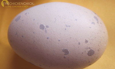 Spots on this brown egg appear purple due to the uneven distribution of brown pigment.