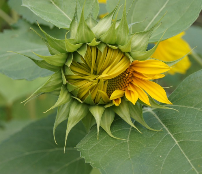 Center of a sunflower ready to open. Growing Sunflower plants