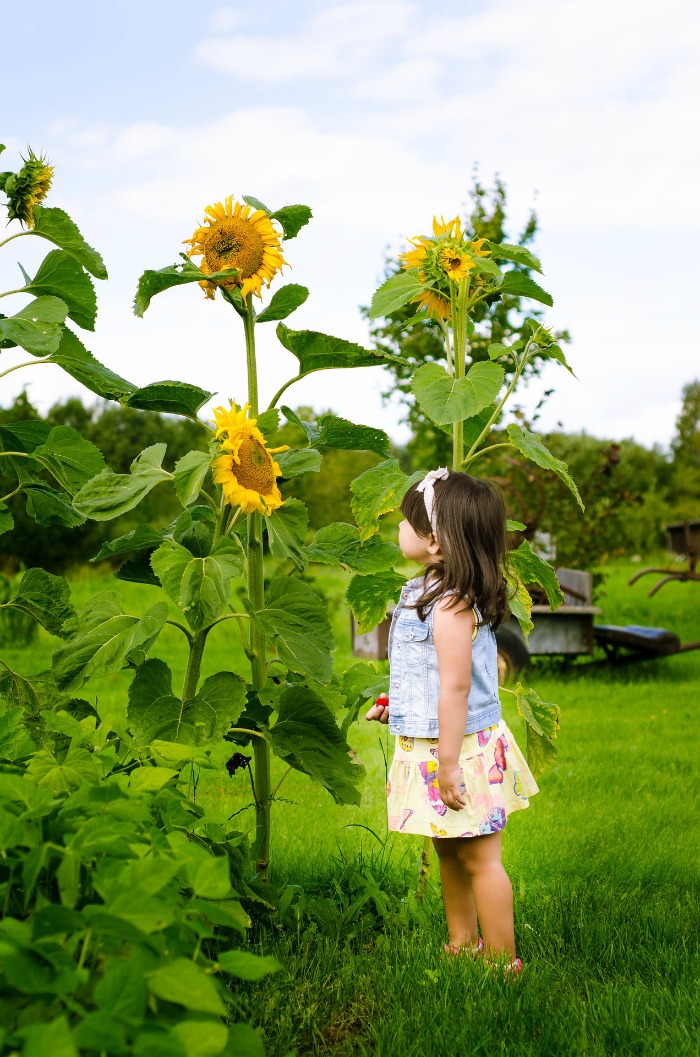 Growing sunflower plants with children