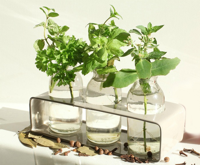 bottles with herbs - herb identificastion