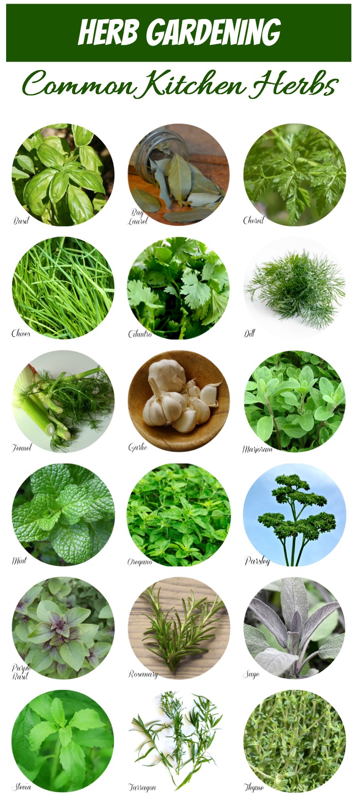 This handy chart makes Herb Identification a snap. #herbidentification #kitchenherbs