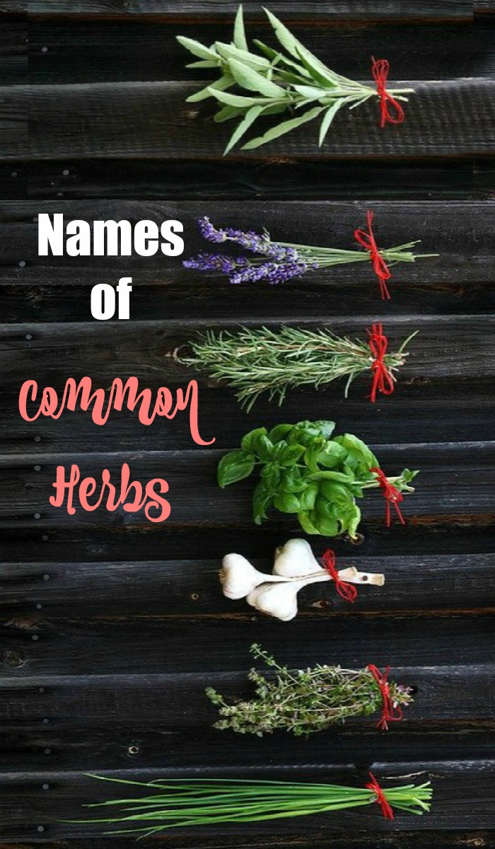 Names of common culinary herbs - herb identification