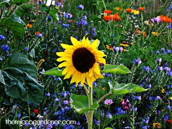 Stunning yellow sunflowers are a vibrant feature plant amongst other flowers or vegetables
