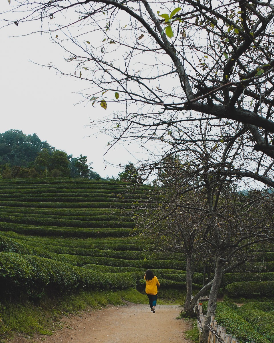 a family looking tiny in the massive rows of green tea plants