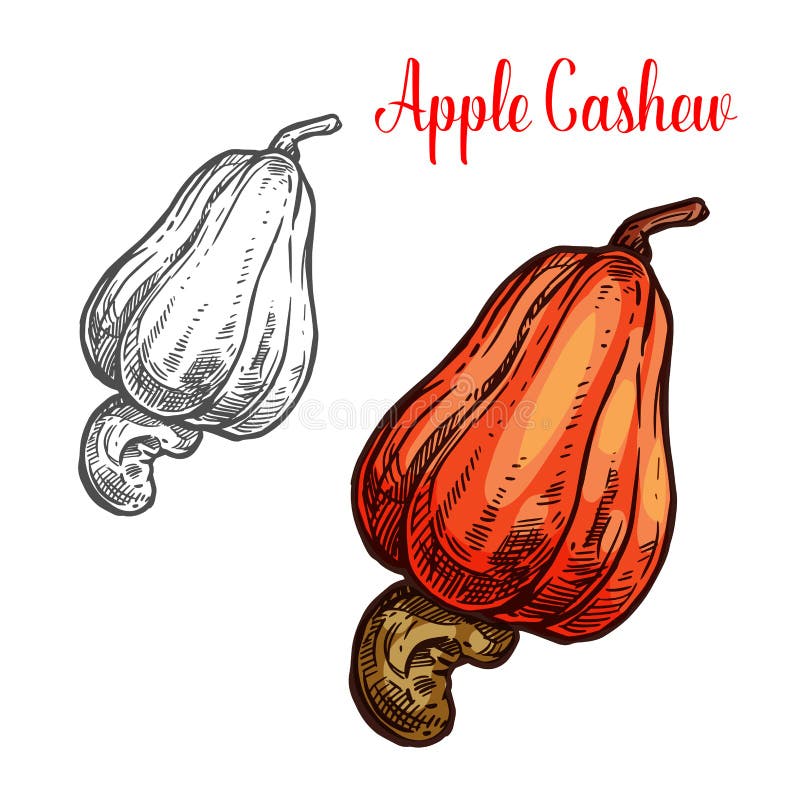 Apple cashew fruit with ripe nut sketch. Cashew apple fruit with nut sketch of brazilian tropical tree. Exotic pear shaped berry with ripe seed icon of healthy royalty free illustration