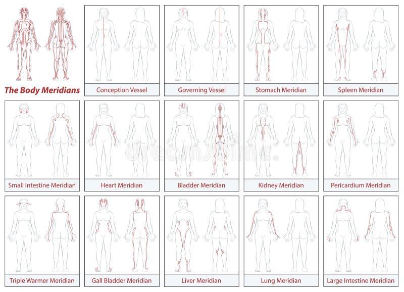 Body Meridians Chart Woman Flow Direction stock illustration