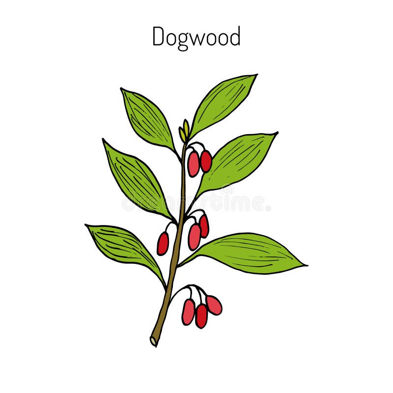 Branch of dogwood plant. With berries. Hand drawn botanical vector illustration stock illustration