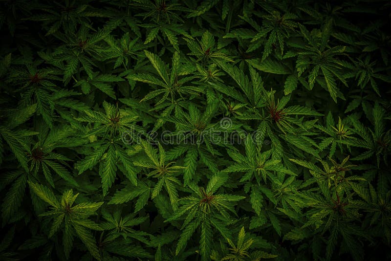 Cannabis marijuana leaf closeup background royalty free stock photography