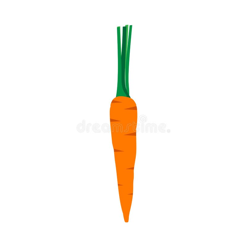 Carrot orange natural health vitamin ingredient vector icon top view. Closeup farm vegetable food with leaf.  royalty free illustration