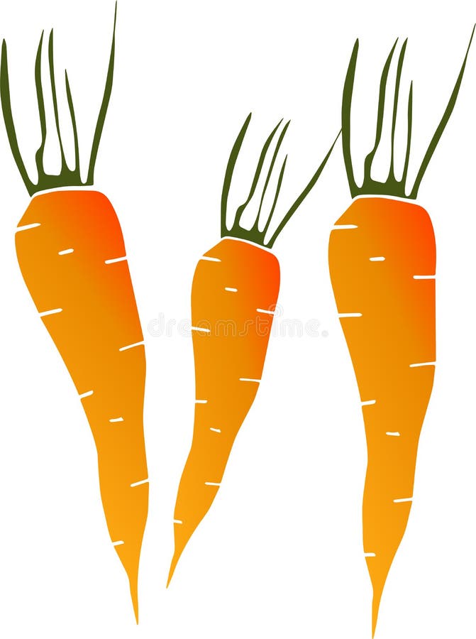 Carrot vegetable orange agriculture illustration healthy growing organic green garden vitamin vector. Carrot vegetable orange agriculture illustration healthy stock illustration