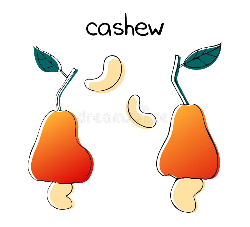 Cashew fruit illustration - apple caju. Vector outline drawing with color silhouette vector illustration