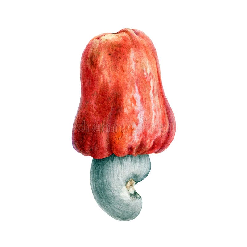 Cashew  fruit watercolor illustration. Hand drawn illustration of raw organic Anacardium occidentale isolated on white background. Cashew nut fruit watercolor stock illustration