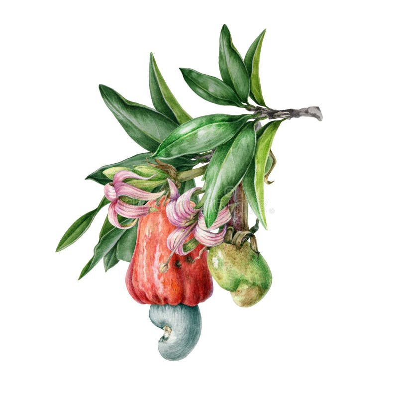 Cashew nut watercolor illustration Hand painted flowers and fruit on the branch. Hand drawn illustration of Anacardium occidentale. Isolated on white background royalty free illustration