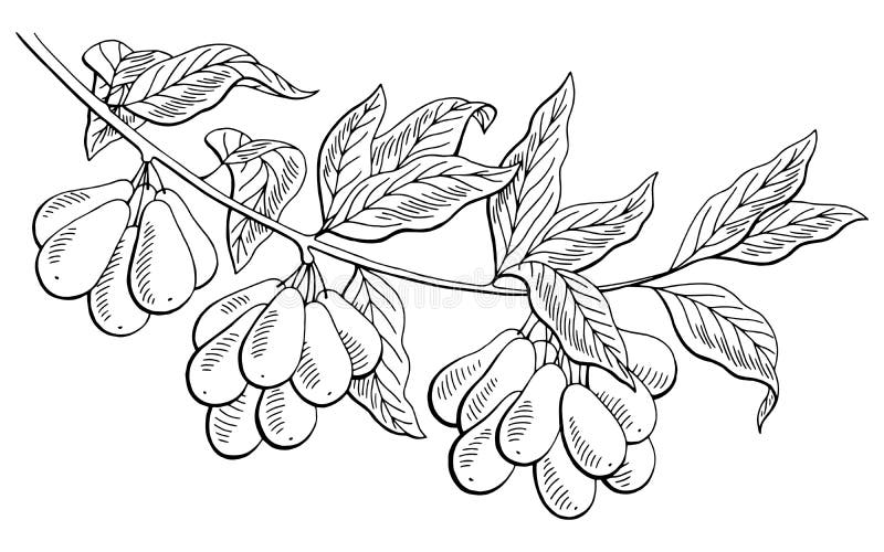 Dogwood berry graphic branch black white isolated sketch illustration. Vector vector illustration