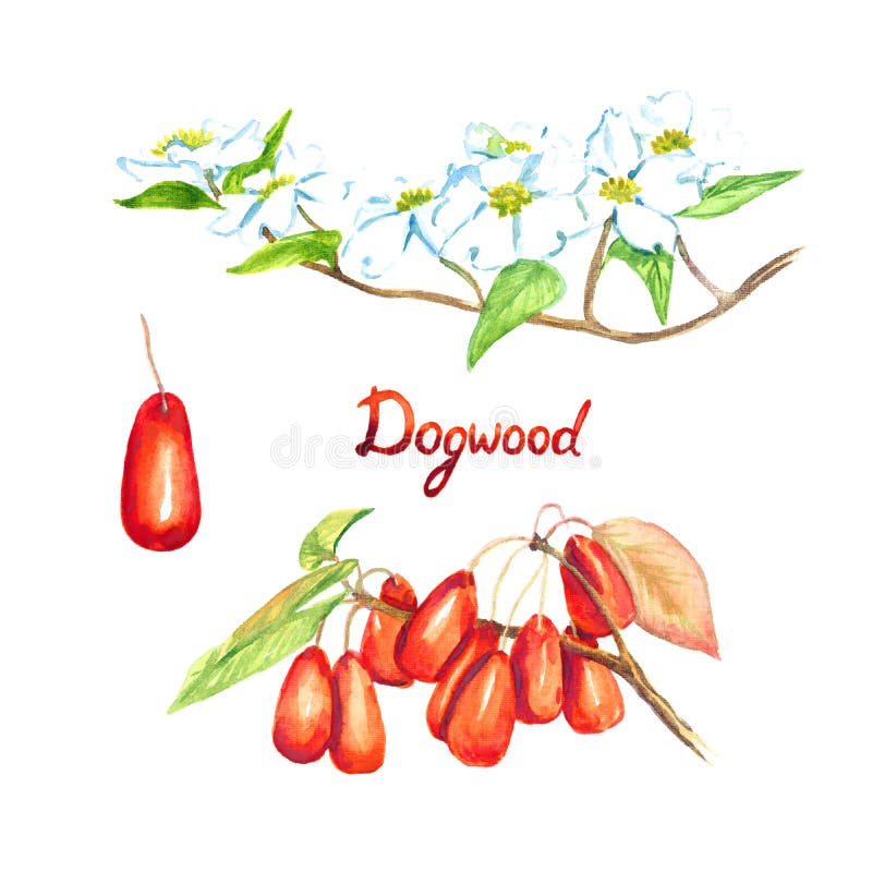 Dogwood branch Cornus florida flowering dogwood with flowers and berries. Dogwood branches with flowers and berries, hand painted watercolor illustration with stock illustration