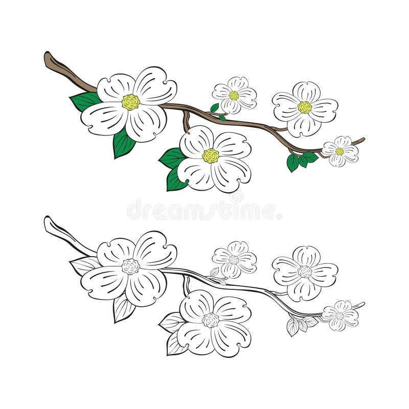 Dogwood flowers and tree branch. Branch of a dogwood tree with flowers and leaves. Available in vector royalty free illustration