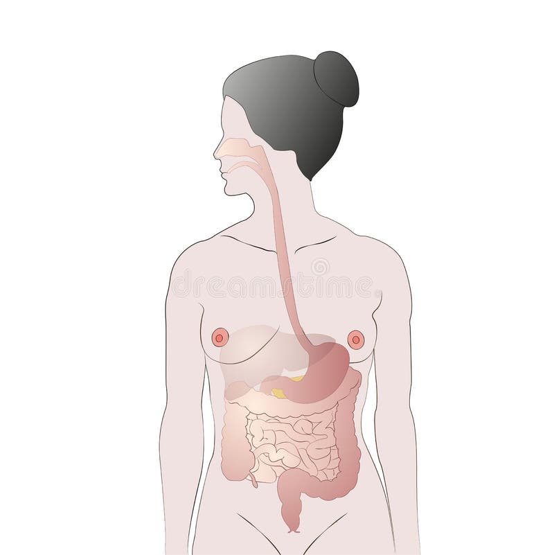 Female digestive system stock illustration