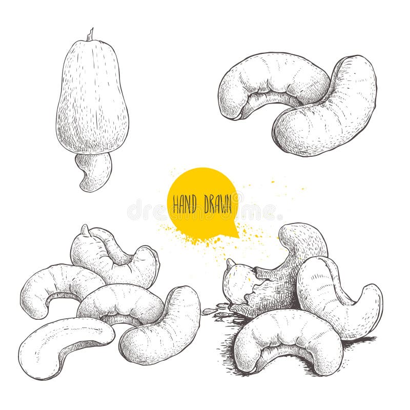 Hand drawn sketch style cashew set. Single, whole fresh cashew fruit and roasted nuts. Organic food vector illustrations. Artwork isolated on white background stock illustration