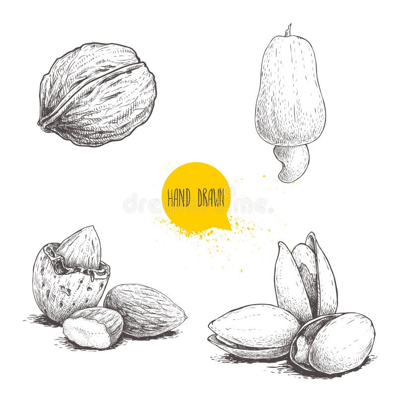 Hand drawn sketch style nuts set. Walnut, cashew fruit, almonds and pistachios. Collection of healthy natural food. Vector illustr. Ations isolated on white royalty free illustration