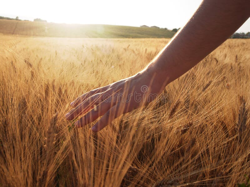 Hand slide threw the wheat field royalty free stock photo